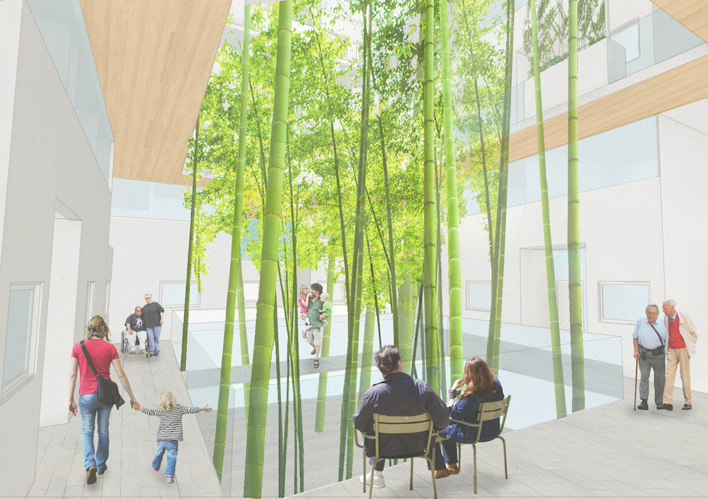 Bamboo plants in inside courtyard